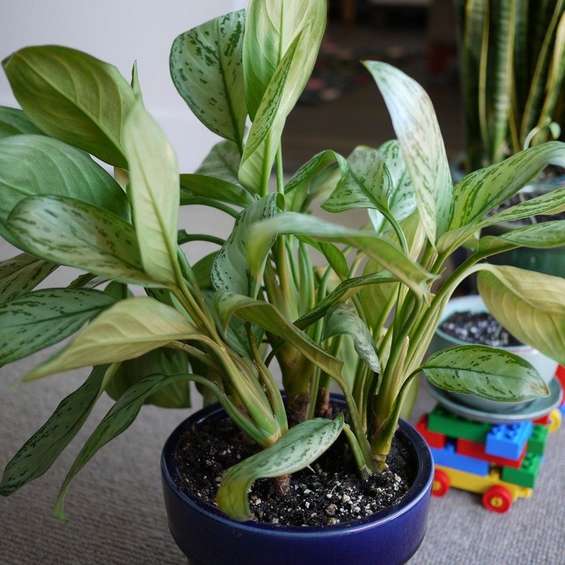 Plants that purify air at home