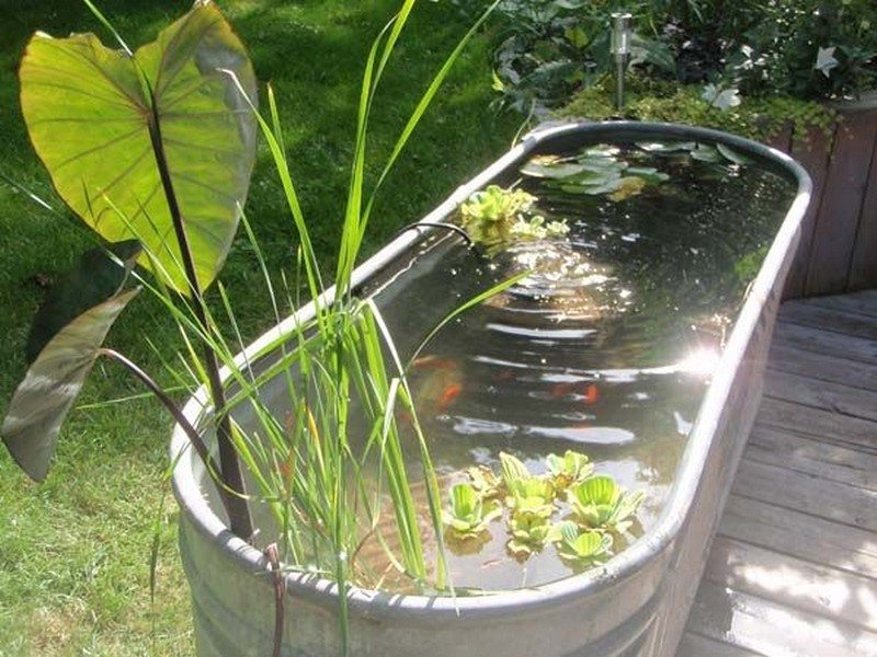 Outside fish hot sale tank