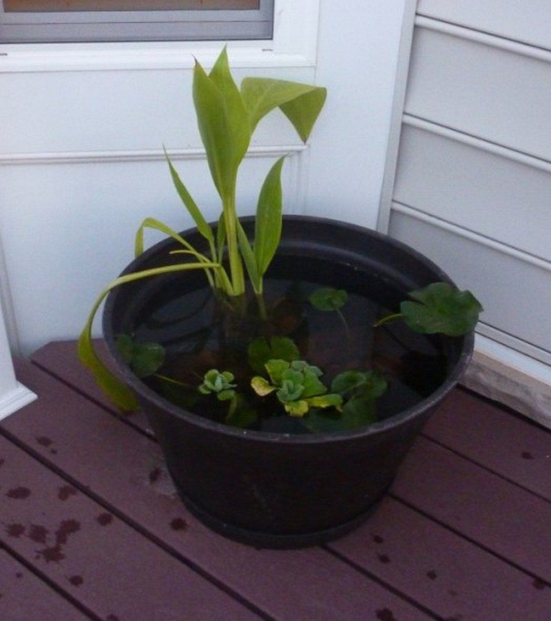 Backyard Ponds and Aquariums