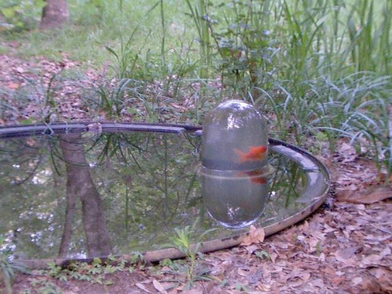 Backyard Ponds and Aquariums