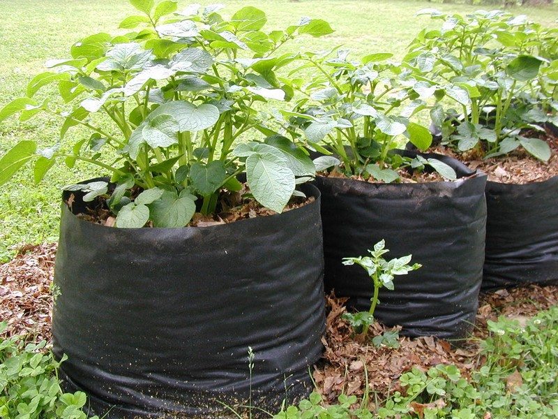 Potato Planters