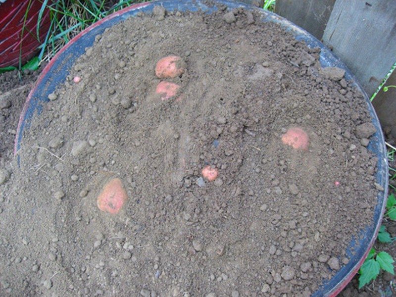 Potato Planters