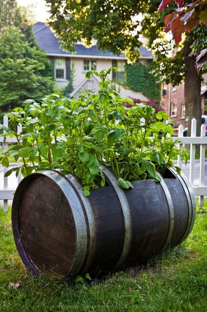 Potato Planters