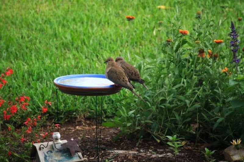 Tomato Cage Bird Bath