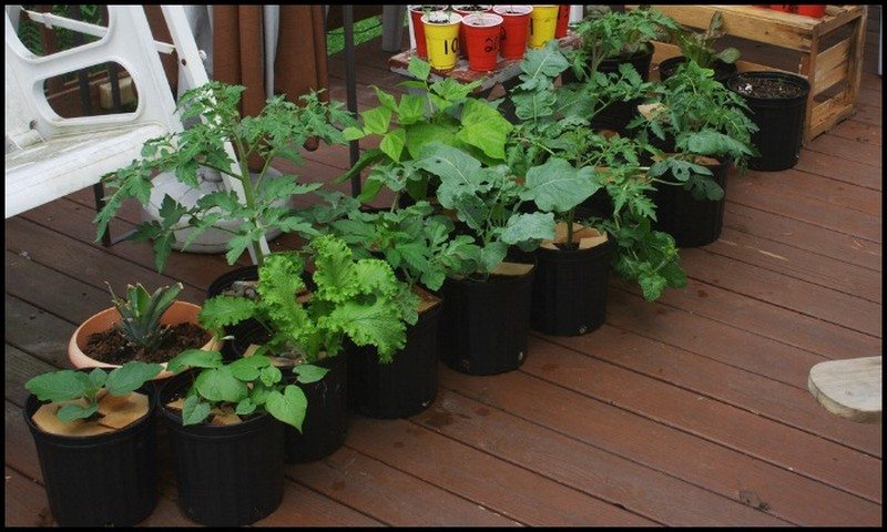 Vegetables in Container Pots