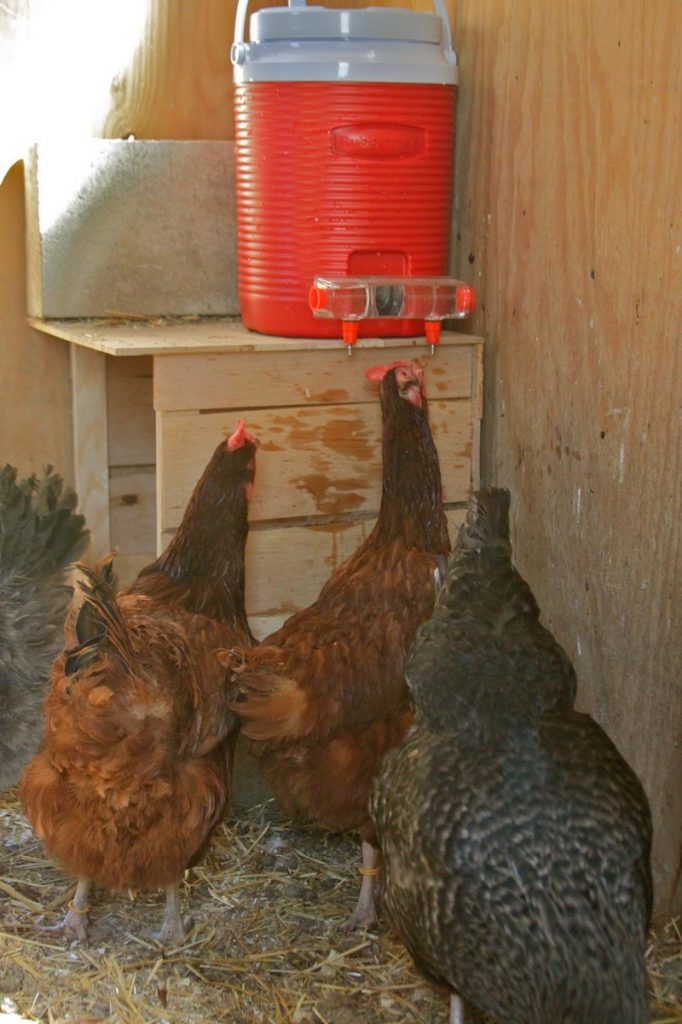 Chicken Waterer Ideas