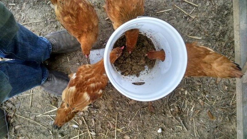 Easy Chicken Feeder Ideas