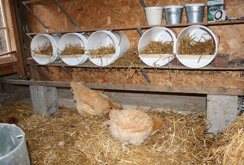 DIY Nesting Boxes for Chicken Coop – The Inspired Workshop