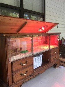 6 Chick Brooder Ideas: Creative & Affordable