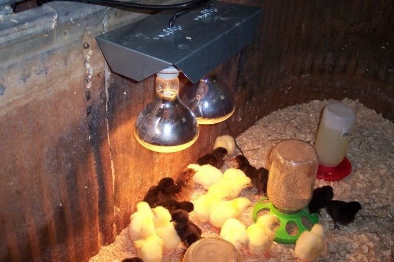 6 Chick Brooder Ideas: Creative & Affordable