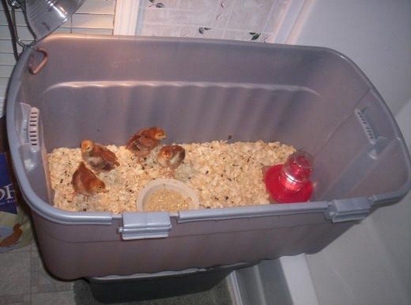 Chick Brooder Ideas