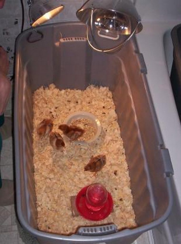 Chick Brooder Ideas