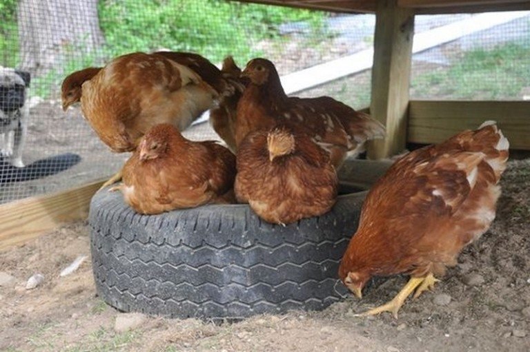 Clever Chicken Dust Bath Ideas 6 Creative Methods 3430