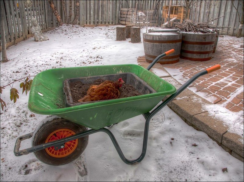 Chicken Dust Bath Ideas