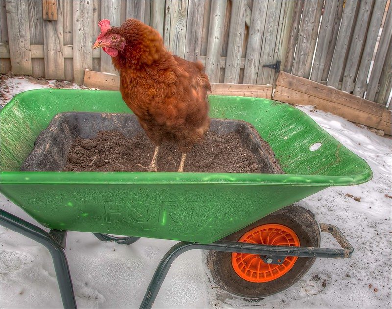 Chicken Dust Bath Ideas