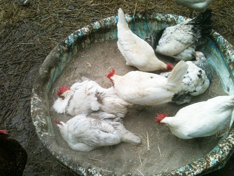 Chicken Dust Bath Ideas