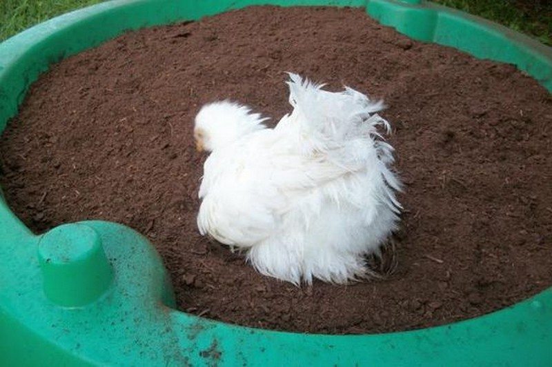 Chicken Dust Bath Ideas