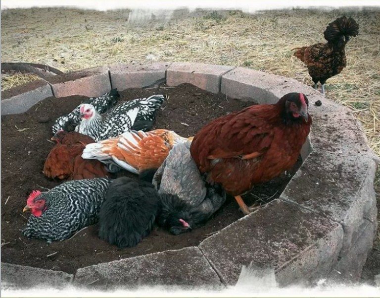 6 Clever Chicken Dust Bath Ideas The OwnerBuilder Network