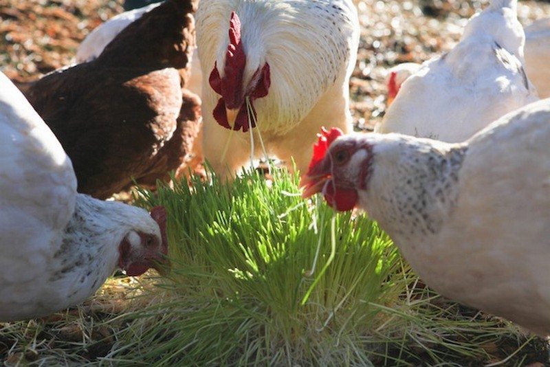 Healthy Homemade Treats For Chickens