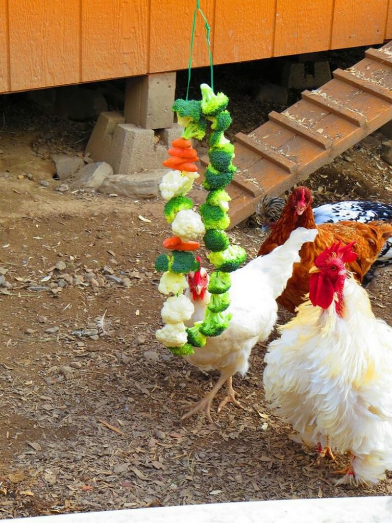 Healthy Homemade Treats For Chickens