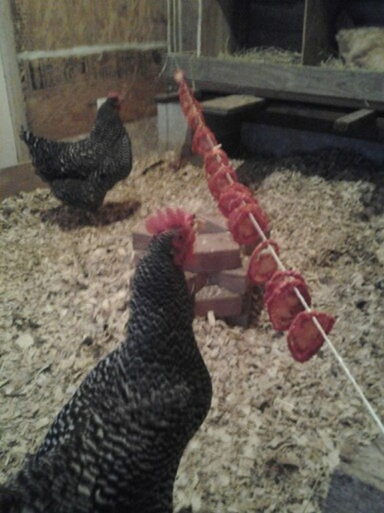 Healthy Homemade Treats For Chickens