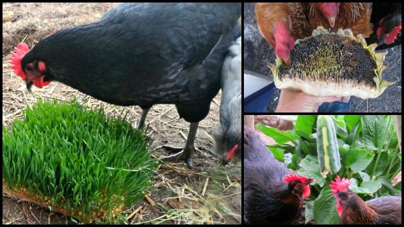Homemade Treats For Your Chickens