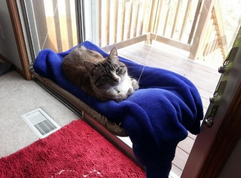 WindowMounted Cat Bed The OwnerBuilder Network