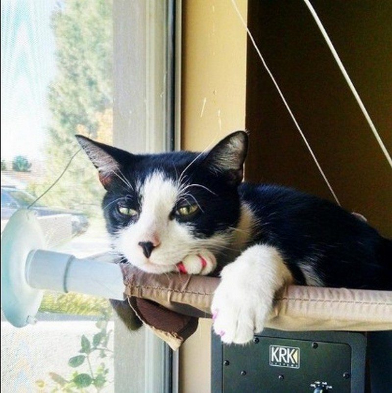 Window-Mounted Cat Bed
