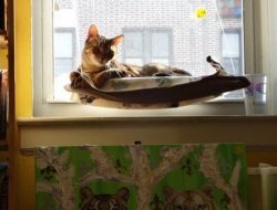 Window-Mounted Cat Bed