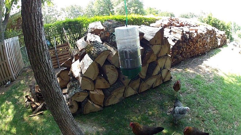 Toys for Chickens