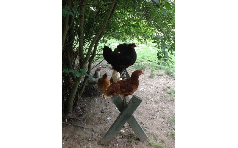 Toys for Chickens