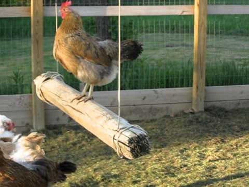 10 Toys for Your Backyard Chickens | The Owner-Builder Network