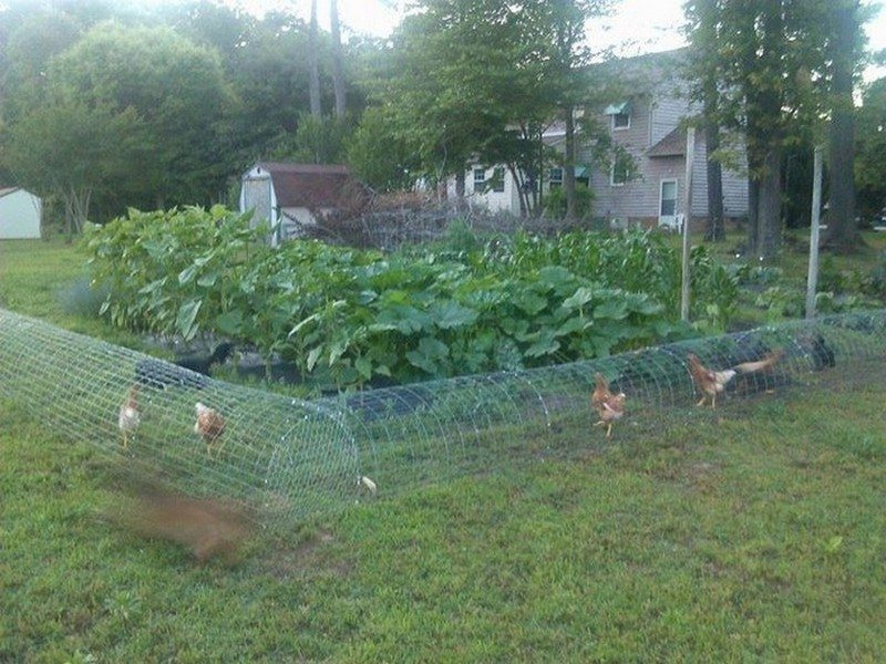 Toys for Chickens