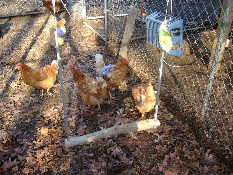 Toys for Chickens