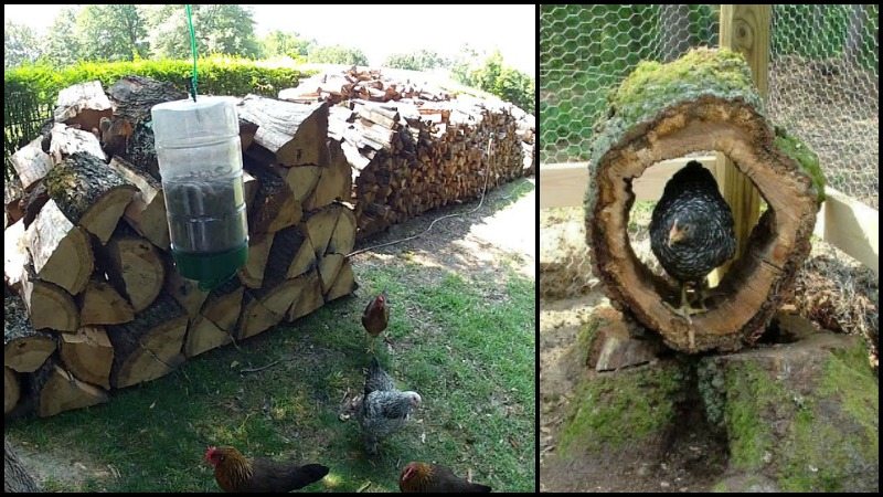 10 Toys For Your Backyard Chickens The Owner Builder Network