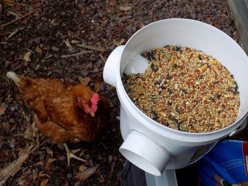 Clever Solutions To Reduce Chicken Feed Waste The Owner Builder Network