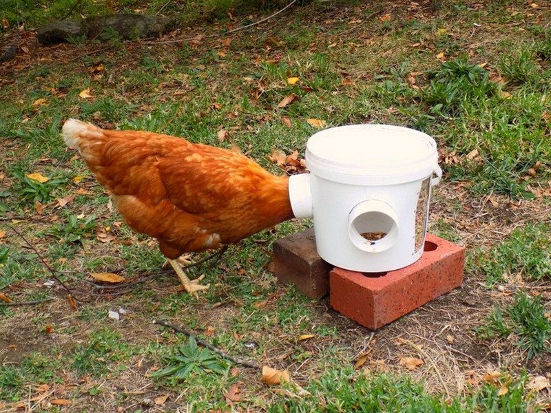 Clever Solutions Reduce Chicken Feed Waste