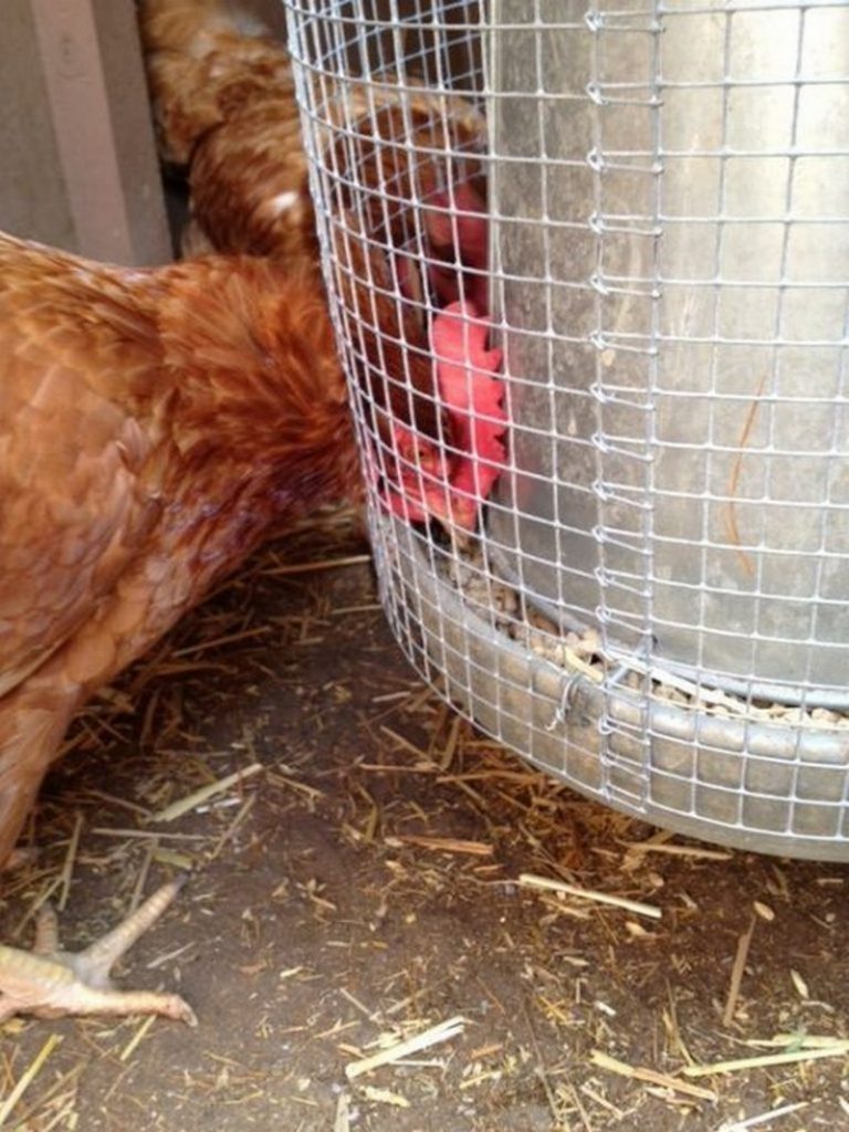 diy chicken feeder that prevents waste