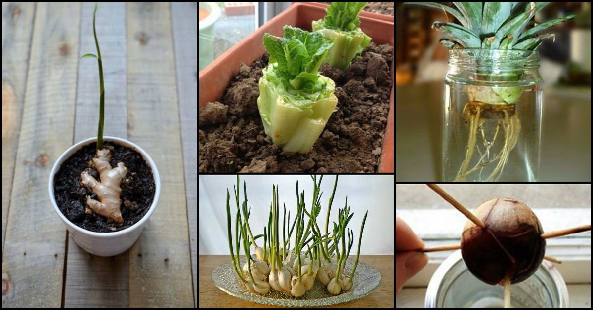 8 Easy Re-Growing Foods From Kitchen Scraps