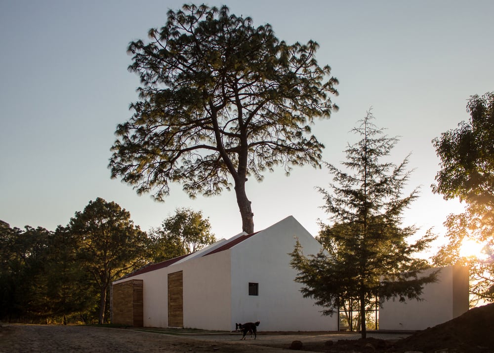 The pine tree is incorporated into the design, making it a focal point in the house.