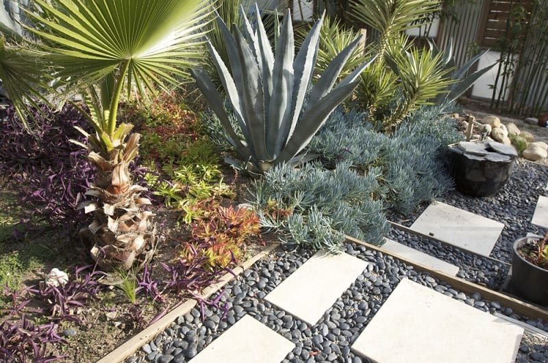 The plants in a xeriscape garden reduce the need for water for outdoor use and lawn maintenance.