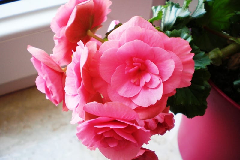 Begonias will thrive in the warmth and humidity of a bathroom shelf. 