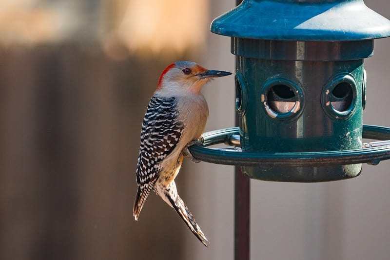 Birdfeeders and birdhouses quickly and easily attract pleasant garden visitors.