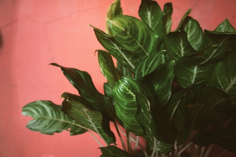 The Chinese Evergreen is a native of the tropical and sub-tropical regions. 