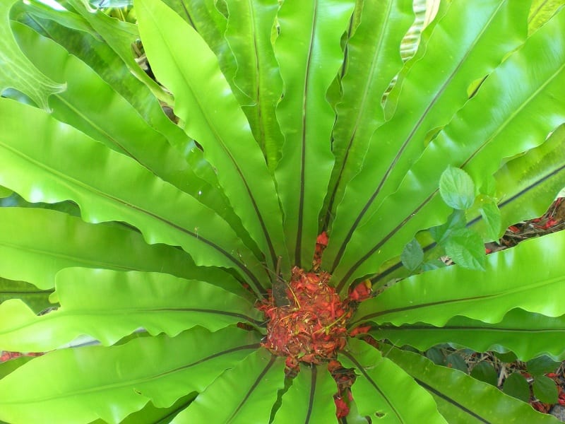 Ferns are a great option for your bathroom.