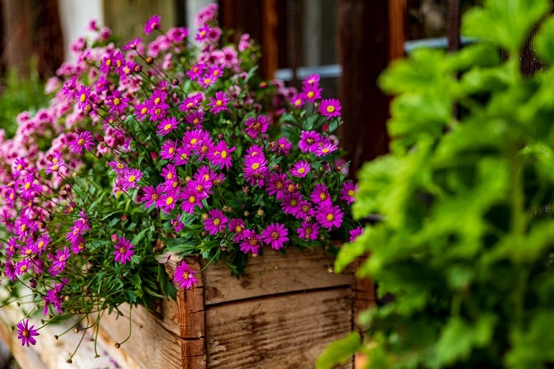 For a house, we recommend a wood window box. 