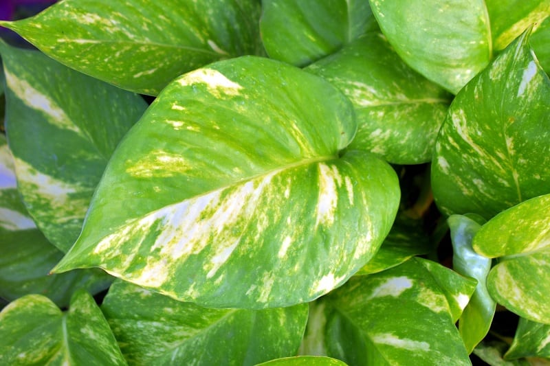 The Golden Pothos will make itself at home in your bathroom.