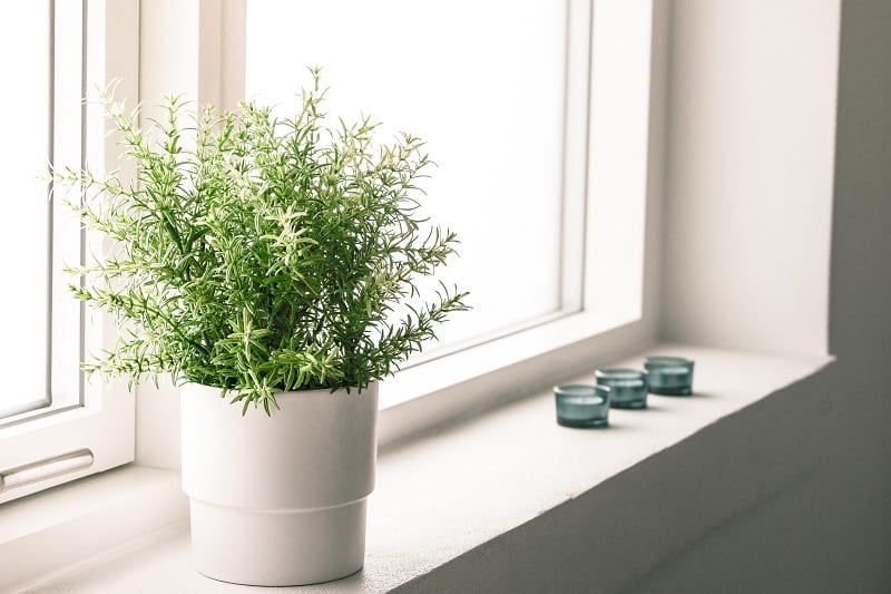 Many bathrooms receive little sunlight if they have windows at all.