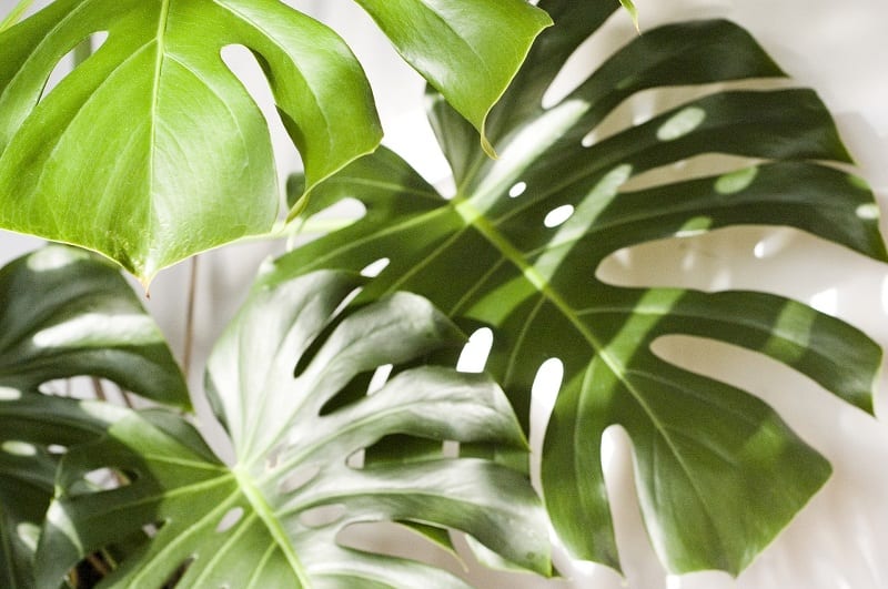 The monstera is a  wonderful houseplant.