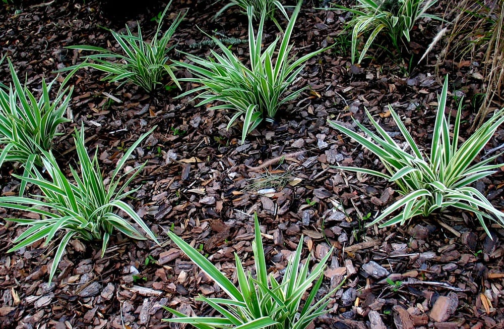 Roots also develop better under organic mulches.  